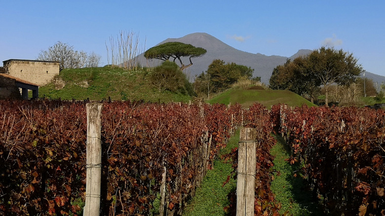 vineyard in autumn in pompeii