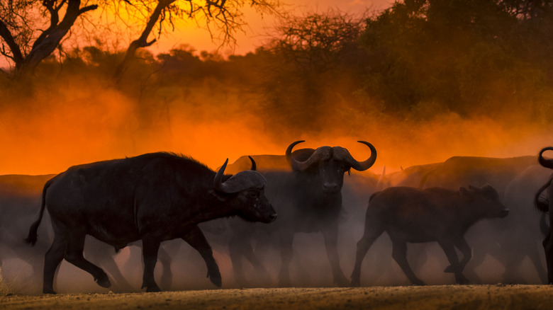 cape buffalo herd silhouetted against sun