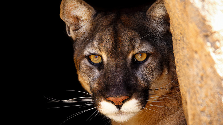 mountain lion cat eyes