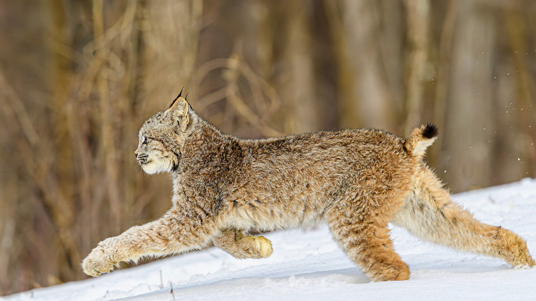 lynx snow woods cat