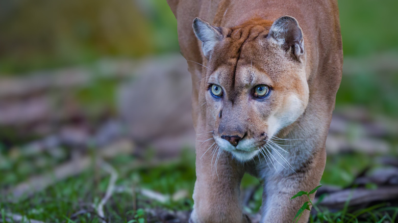 panther stalk animal cat