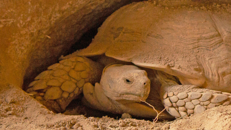 desert tortoise borough turtle 