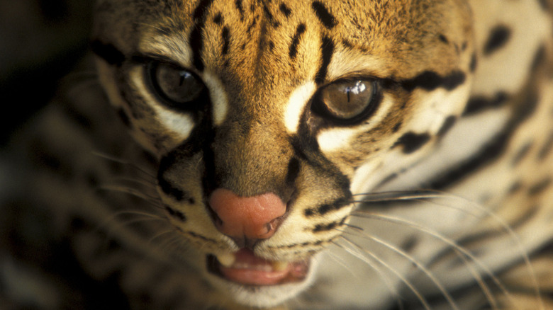 ocelot cat texas wildlife