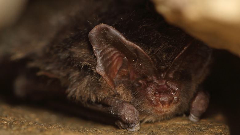 barbastelle bat ears nocturnal 