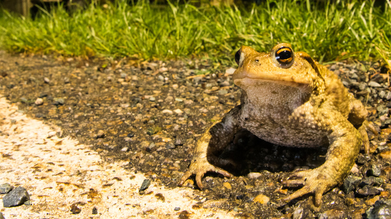 toad curb frog grass