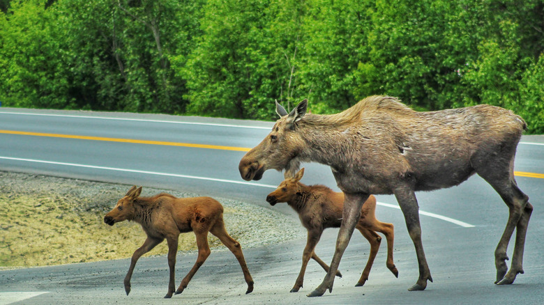 moose babies road forest