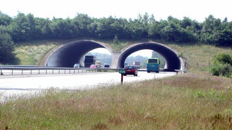 ecoduct netherlands highway grass