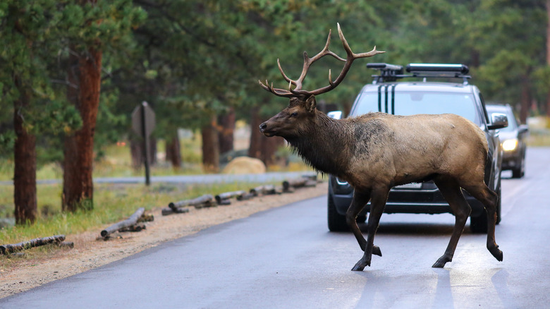 elk road traffic woods