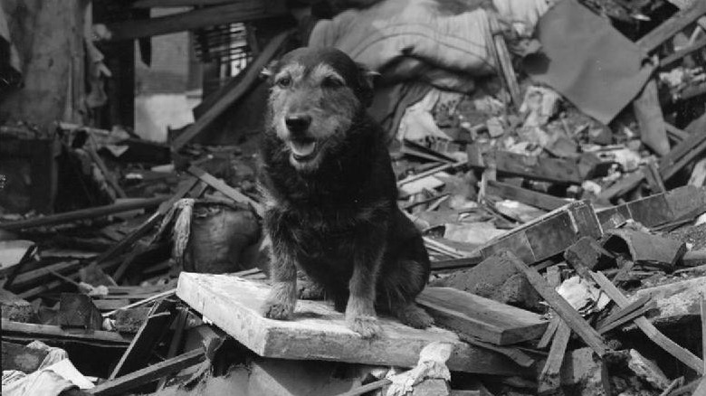 rip the search and resuce dog during the london blitz