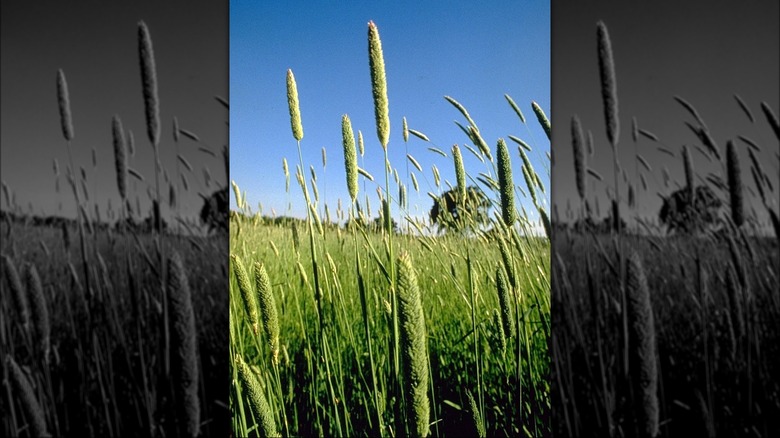 Canary Grass in wild