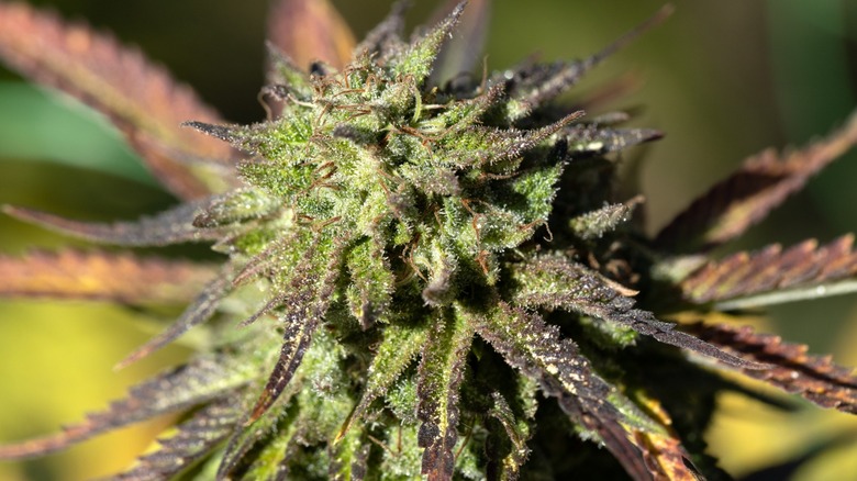 Marijuana bud with purple leaves