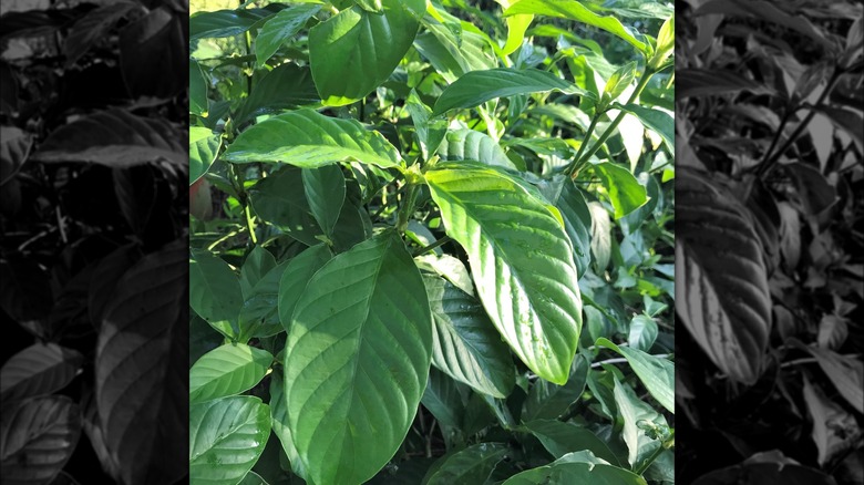 Psychotria Viridis plants in wild