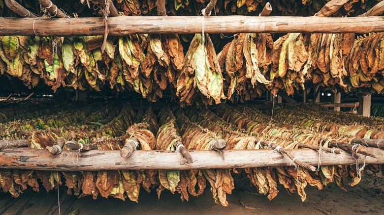 Tobacco leaves hanging on wood structure