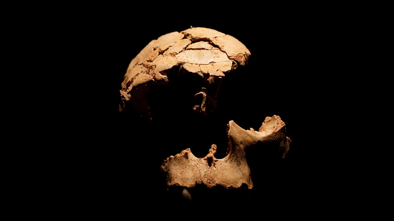 Homo antecessor skull