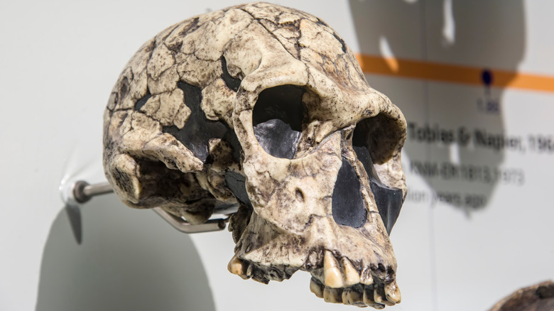 homo habilis skull