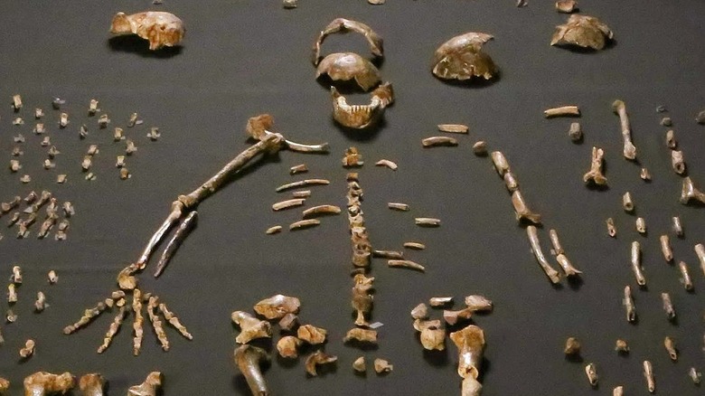 Homo Naledi specimens