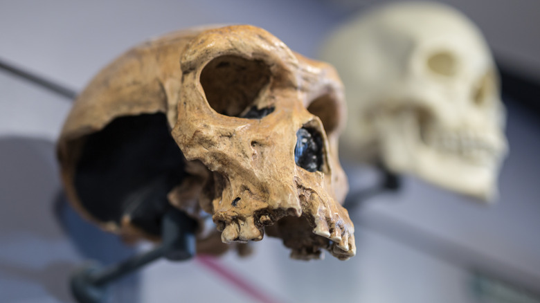 Homo rudolfensis skull