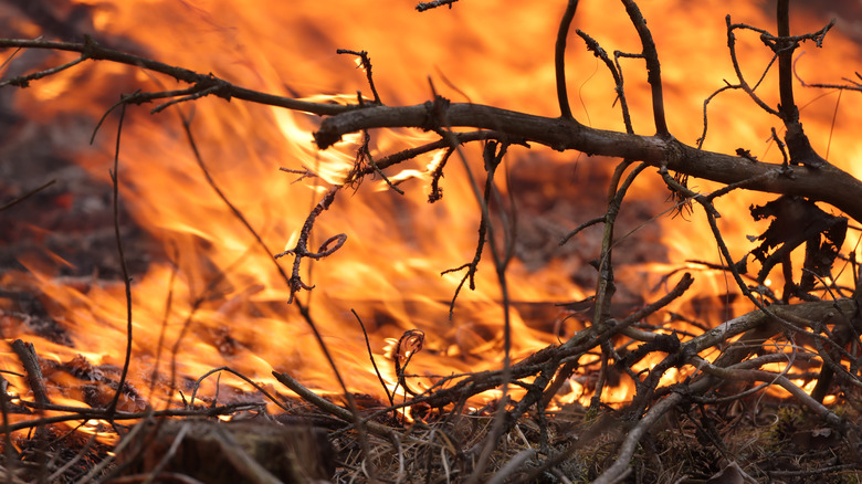 dry branches being consumed by fire