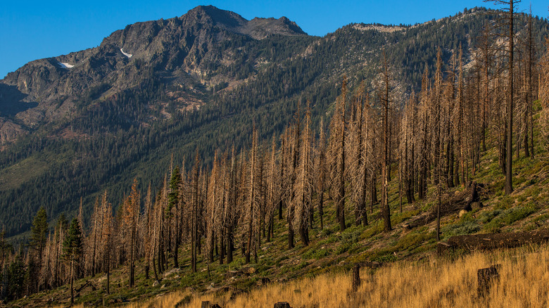 group of dead trees in the sierra nevada mountains