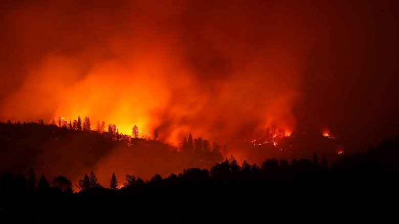 trees looking tiny from within the fire