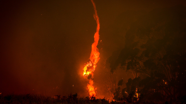 fire tornado at an australian bushfire