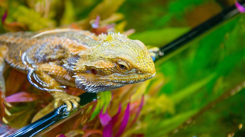 Central bearded dragon