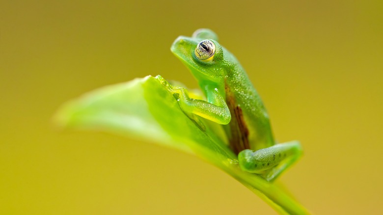 Small green frog