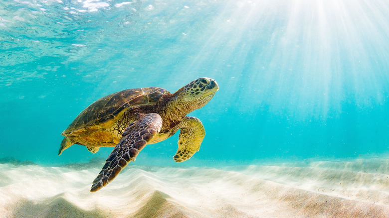 Galapagos sea turtle