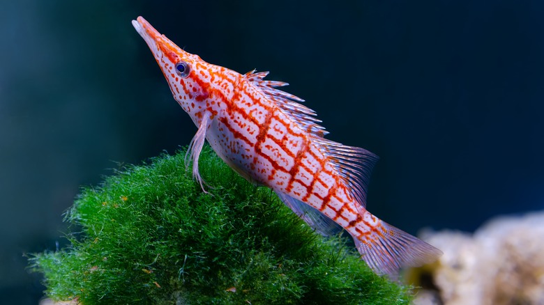 Long-nosed hawkfish