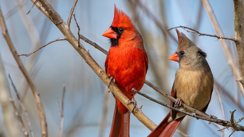 Male and female cardinal birds