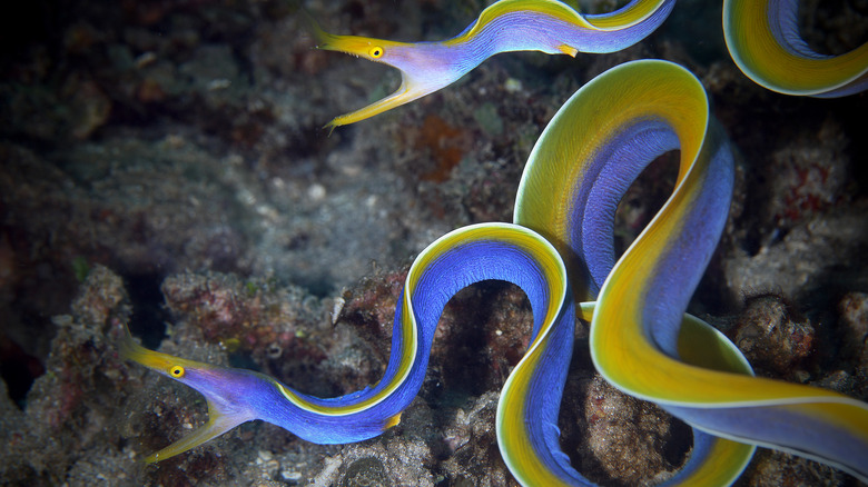 Ribbon eels swimming