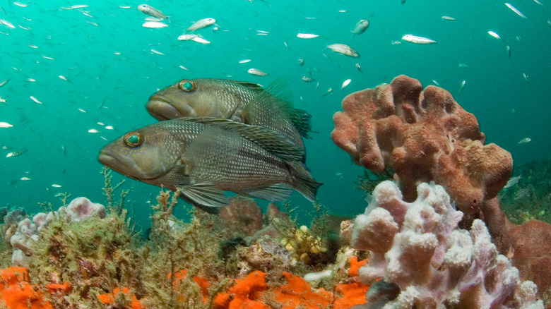 Black sea bass in reef