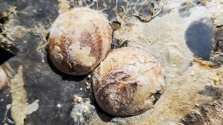 Two Slipper limpet on rock