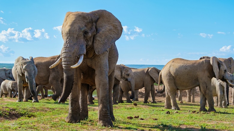 elephant herd foreground with tusks