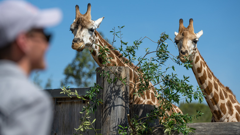 zookeeper two giraffes