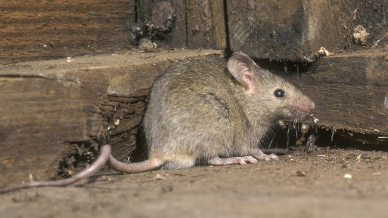 house mouse