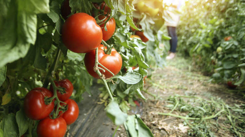 tomato plants with ripe tomatoes