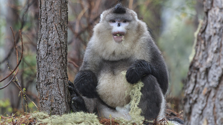 Black Snub-nosed Monkey eating lichen