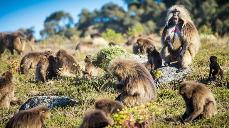 gelada monkeys harem grazing