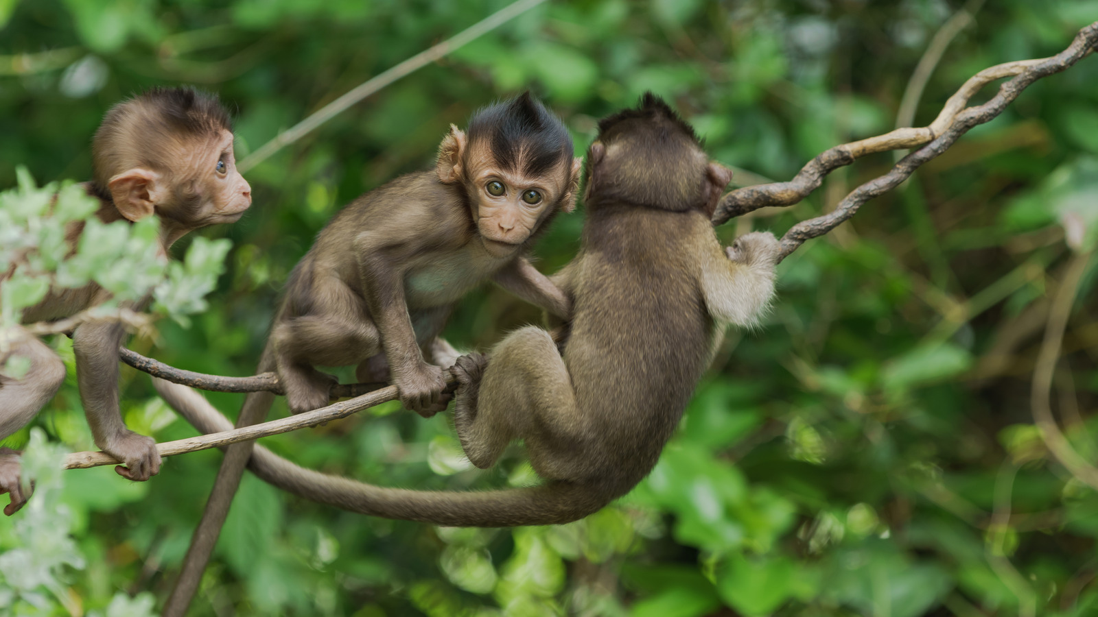 14 Types Of Monkeys And How They Differ