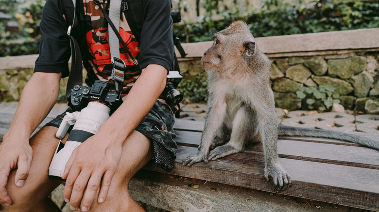 long-tailed macaque about to steal camera