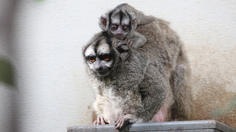 owl monkey on top of another