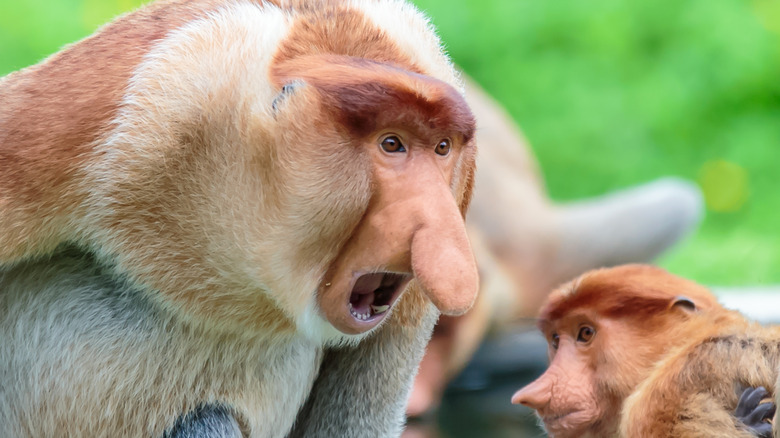 proboscis monkeys with mouth open