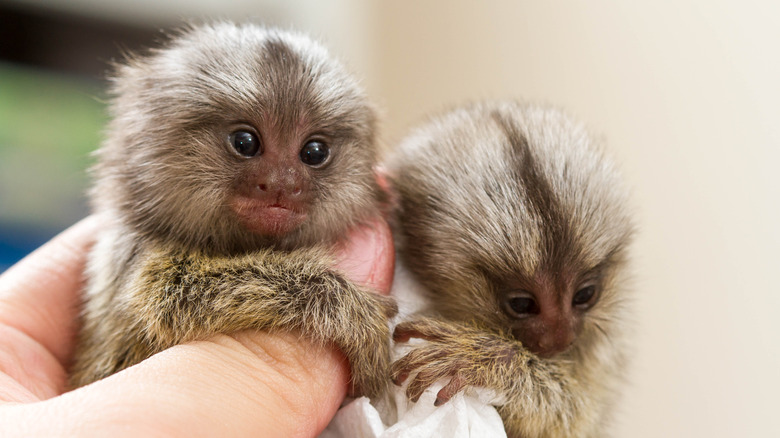 baby pygmy marmosets in hand