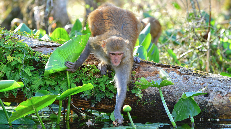 rhesus monkey on log in florida