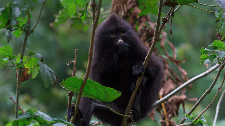 raffles banded langur sitting in tree