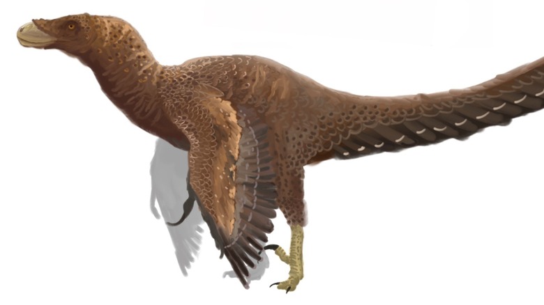 bambiraptor illustration