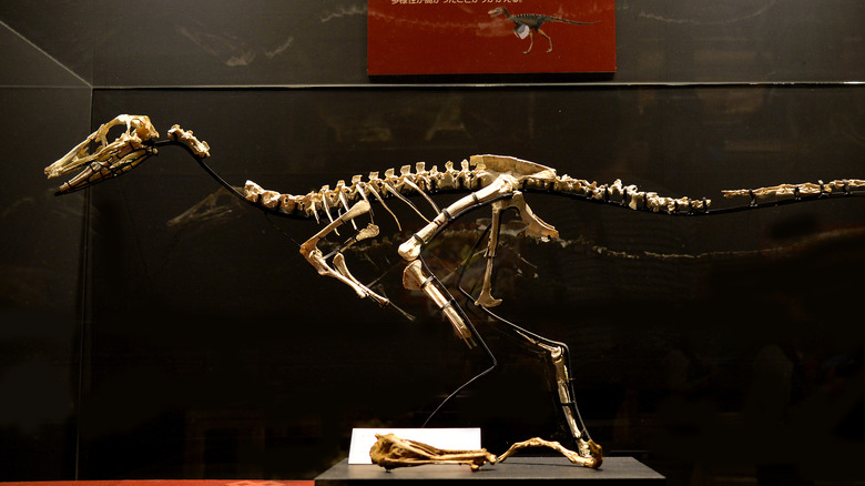 dakotaraptor skeleton museum