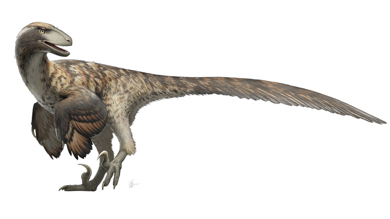 Deinonychus reconstruction artistic