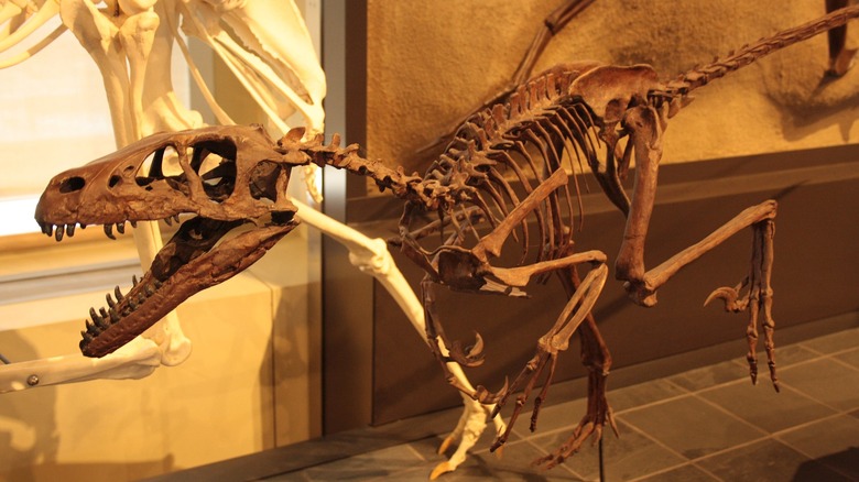 Dromaeosaurus skeleton in museum